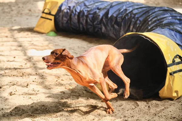 Agility competitions. Hungarian dog vyzhla red color quickly runs out of tunnel and sand flies from under paws. Speed and agility, sports with pet.