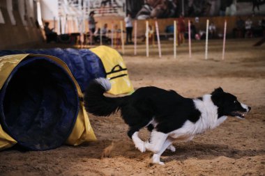 Çeviklik yarışmaları. Siyah ve beyaz sınır çoban köpeği tünelden hızla çıkar ve pençelerinin altındaki kum sinekleri uçar. Hız ve çeviklik, evcil hayvanlarla spor. Dünyanın en zeki ve en hızlı köpeği..