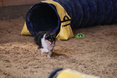 Çeviklik yarışmaları. Siyah renkli Sheltie hızla tünelden çıkar ve patilerinin altından kum uçar. Hız ve çeviklik, evcil hayvanlarla spor. Shetland Çoban Köpeği.