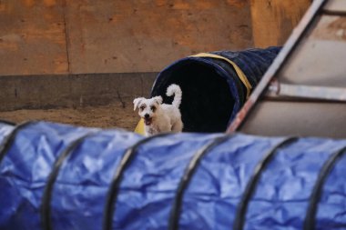 Çeviklik yarışmaları. Beyaz ve kırmızı kablo saçlı Jack Russell terrier hızla tünelden çıkar ve patilerinin altından kum sinekleri uçar. Hayvanlı hız ve çeviklik sporları.