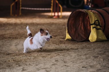 Çeviklik yarışmaları. Beyaz ve kırmızı kablo saçlı Jack Russell terrier hızla tünelden çıkar ve patilerinin altından kum sinekleri uçar. Hayvanlı hız ve çeviklik sporları.