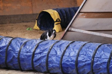 Çeviklik yarışmaları. Siyah ve beyaz sınır çoban köpeği tünelden hızla çıkar ve pençelerinin altındaki kum sinekleri uçar. Hız ve çeviklik, evcil hayvanlarla spor. Dünyanın en zeki ve en hızlı köpeği..