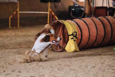 Çeviklik yarışmaları. Kırmızı ve beyaz hudutlu çoban köpeği hızla tünelden çıkar ve pençelerinin altından kum uçar. Hız ve çeviklik, evcil bir hayvanla spor.