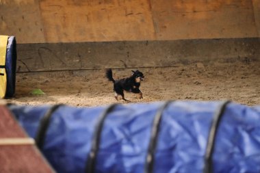 Çeviklik yarışmaları. Siyah uzun saçlı oyuncak teriyer hızla tünelden çıkar ve pençelerinin altından kum uçar. Hız ve çeviklik, evcil hayvanlı spor.