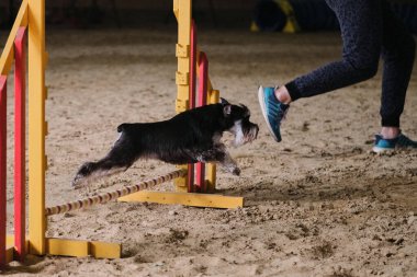 Hız ve çeviklik. Siyah ve bronz renkli Minyatür Schnauzer hızlı koşar ve çeviklik yarışmalarında bariyerleri aşar. Sahibi köpekle aynı takımda çalışıyor..