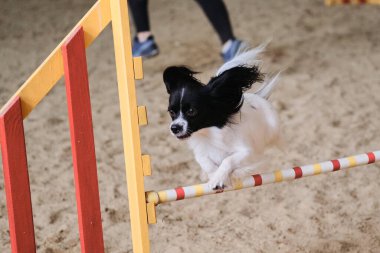 Hız ve çeviklik, köpeklerle spor. Kıtasal oyuncak spanyel papillon beyaz ve siyah renkli hızlı koşar ve çeviklik yarışmalarında bariyerleri aşar.