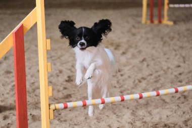 Hız ve çeviklik, köpeklerle spor. Kıtasal oyuncak spanyel papillon beyaz ve siyah renkli hızlı koşar ve çeviklik yarışmalarında bariyerleri aşar.