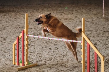 Hız ve çeviklik, köpeklerle spor. Güzel kızıl saçlı melez hızlı koşuyor ve çeviklik yarışmalarında engelin üzerinden atlıyor. Büyük melez köpek..
