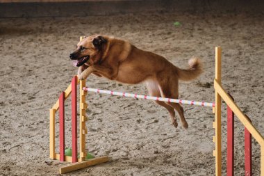 Hız ve çeviklik, köpeklerle spor. Güzel kızıl saçlı melez hızlı koşuyor ve çeviklik yarışmalarında engelin üzerinden atlıyor. Büyük melez köpek..