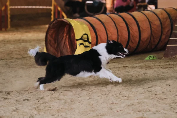 Çeviklik yarışmaları. Siyah ve beyaz sınır çoban köpeği tünelden hızla çıkar ve pençelerinin altındaki kum sinekleri uçar. Hız ve çeviklik, evcil hayvanlarla spor. Dünyanın en zeki ve en hızlı köpeği..