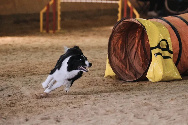 Competizioni Agilità Collie Confine Bianco Nero Corre Rapidamente Fuori Dal — Foto Stock