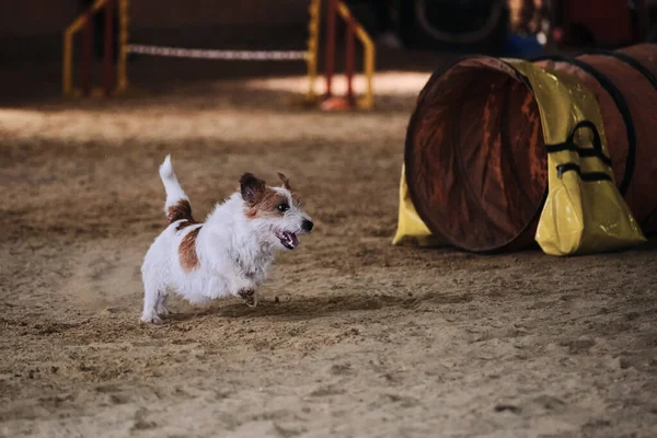 Çeviklik yarışmaları. Beyaz ve kırmızı kablo saçlı Jack Russell terrier hızla tünelden çıkar ve patilerinin altından kum sinekleri uçar. Hayvanlı hız ve çeviklik sporları.