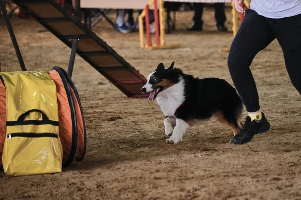 Çeviklik Yarışmaları Hız Çeviklik Evcil Hayvanlarla Spor Avustralyalı Çoban Köpeği — Stok fotoğraf