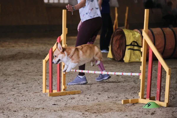 Hız Çeviklik Kırmızı Galli Corgi Pembroke Kuyruksuz Hızlı Koşuyor Çeviklik — Stok fotoğraf