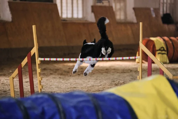 Velocidad Agilidad Deportes Con Perro Black White Border Collie Corre — Foto de Stock