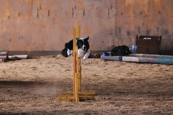 Schnelligkeit Und Beweglichkeit Sport Mit Hund Schwarz Weißer Border Collie — Stockfoto
