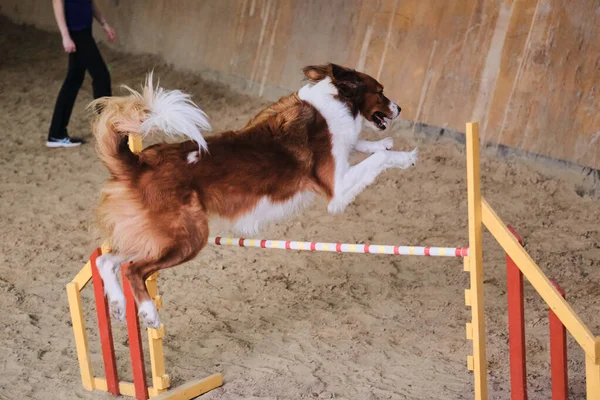 Szybkość Zwinność Sport Psem Czerwono Białe Puszyste Collie Graniczne Biegnie — Zdjęcie stockowe