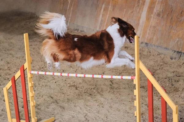 Velocità Agilità Sport Con Cane Collie Confine Soffice Rosso Bianco — Foto Stock