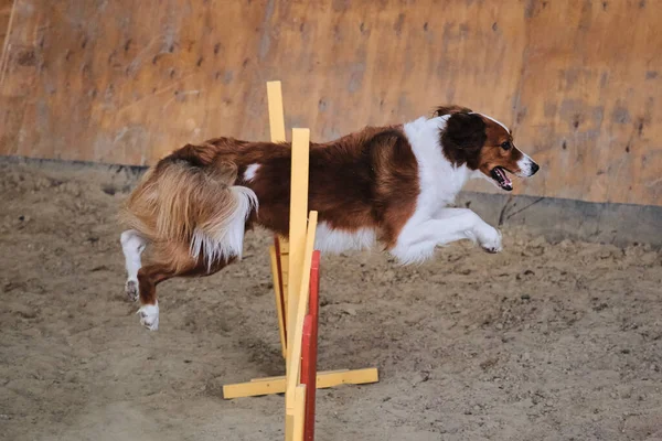 Velocità Agilità Sport Con Cane Collie Confine Soffice Rosso Bianco — Foto Stock