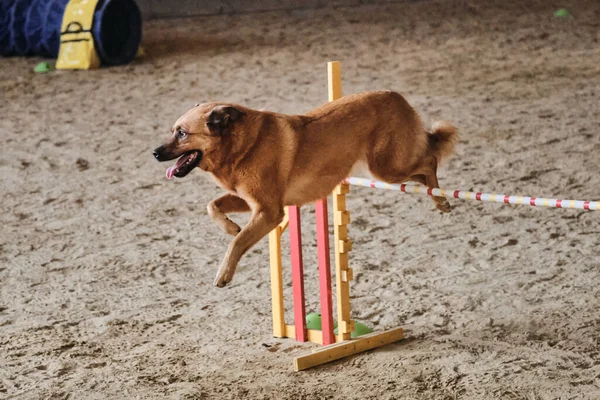 Hız Çeviklik Köpeklerle Spor Güzel Kızıl Saçlı Melez Hızlı Koşuyor — Stok fotoğraf