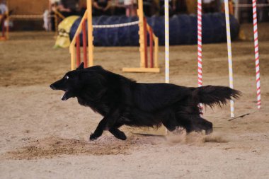 Çeviklik yarışmaları, köpeklerle spor. Geleceğin kazananı ve şampiyonu. Siyah uzun saçlı Grunendahl, slalom 'un üstesinden kumda birkaç dikey çubukla geliyor. Belçikalı çoban köpeği.