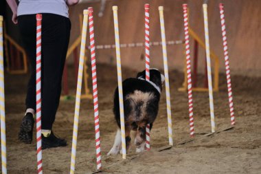 Avustralyalı siyah üç renkli slalom 'u kumda birkaç dikey çubukla yener. Avustralya çoban köpeği. Çeviklik yarışmaları, köpeklerle spor. Geleceğin kazananı ve şampiyonu.