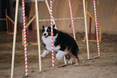Avustralyalı siyah üç renkli slalom 'u kumda birkaç dikey çubukla yener. Avustralya çoban köpeği. Çeviklik yarışmaları, köpeklerle spor. Geleceğin kazananı ve şampiyonu.