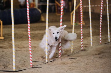 Çeviklik yarışmaları, köpeklerle spor. Geleceğin kazananı ve şampiyonu. Golden Retriever of Light Shadow slalom 'un üstesinden gelir..