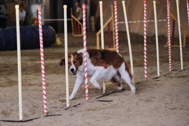Çeviklik yarışmaları, köpeklerle spor. Geleceğin kazananı ve şampiyonu. Kırmızı ve beyaz renkteki Border collie slalom 'un üstesinden gelir ve birkaç dikey çubuk kuma yapışır. Dünyadaki en zeki cins..