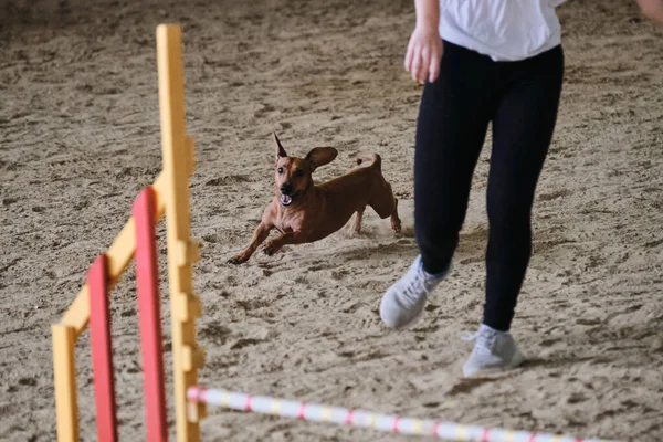 Agility competitions, sports with dog. Rabbit smooth haired dachshund of red color runs with its owner at competitions. The future winner and champion.