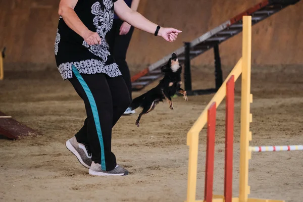 Zawody Zwinności Sport Psem Czarno Brązowe Długowłosy Terrier Zabawki Biegnie — Zdjęcie stockowe