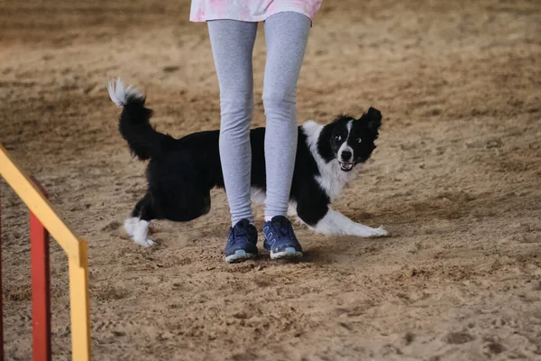 敏捷竞赛 与狗一起运动 黑白相间的边境牧羊犬在比赛中与主人赛跑 未来的赢家和冠军 — 图库照片