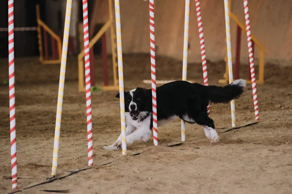 Competizioni Agilità Sport Con Cane Futuro Vincitore Campione Collie Bordo — Foto Stock