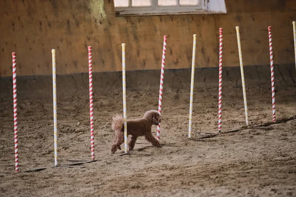 Agility competitions, sports with dog. Future winner and champion. Red toy poodle overcomes slalom with several vertical sticks sticking out of sand.