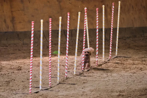 Agility competitions, sports with dog. Future winner and champion. Red toy poodle overcomes slalom with several vertical sticks sticking out of sand.
