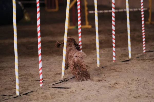 Agility competitions, sports with dog. Future winner and champion. Red toy poodle overcomes slalom with several vertical sticks sticking out of sand.