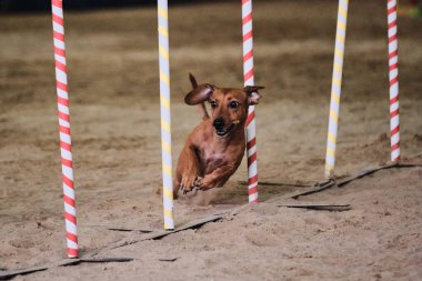 Agility competitions, sports with dog. Future winner and champion. Dwarf red smooth haired dachshund overcomes slalom with several vertical sticks sticking out of the sand. clipart