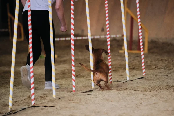 Concursos Agilidad Deportes Con Perro Futuro Ganador Campeón Dachshund Pelo —  Fotos de Stock