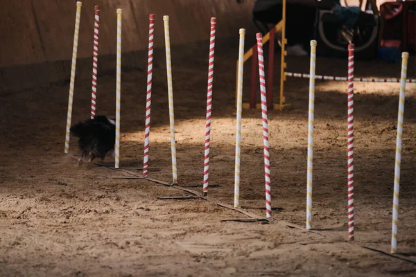 Competições Agilidade Esportes Com Cão Futuro Vencedor Campeão Sheltie Fofo — Fotografia de Stock