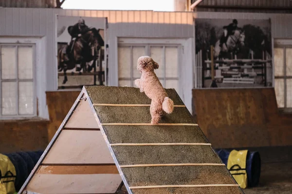 Agility competitions, sports competitions with dog. Future winner and champion. Red toy poodle climbs special slide for training dogs. Rear view of tail and ass.