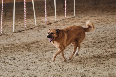 Çeviklik yarışmaları, köpek sahibi ile iletişimi geliştirmek için spor müsabakaları. Kızıl saçlı, neşeli, tüylü melez melez melez yarışmalarda kumların üzerinde neşeyle koşar..