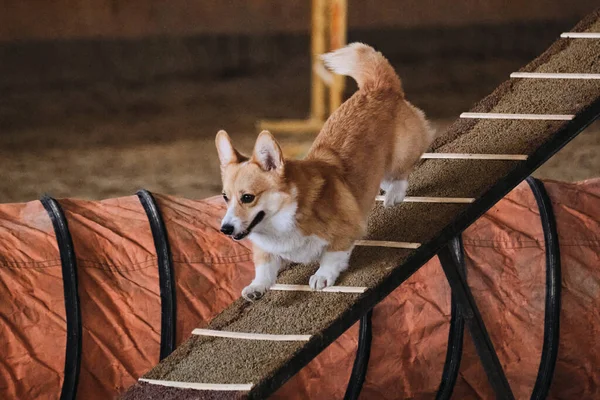 Zawody Zwinności Sport Psem Celu Poprawy Kontaktu Właścicielem Walijski Corgi — Zdjęcie stockowe