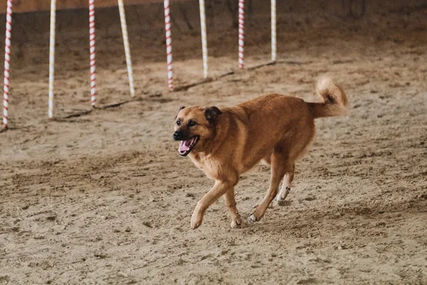 敏捷性の競争は 所有者との接触を改善するために犬とスポーツ競技 混合品種の赤髪陽気な大規模なふわふわのモングレルは 競争で砂の上にのみ実行されます — ストック写真