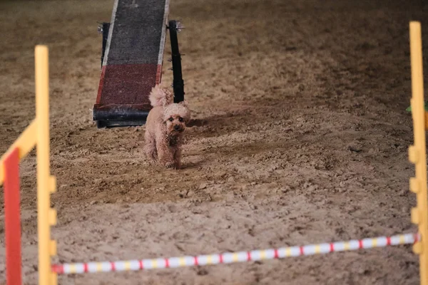Agility competitions, sports competitions with dog to improve contact with owner. Red curly haired toy poodle with funny hairstyle runs merrily on sand and prepares to jump over barrier.