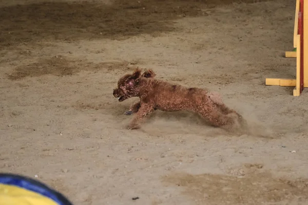 Agility competitions, sports competitions with dog to improve contact with owner. Red curly haired toy poodle runs quickly through sand in pavilion.