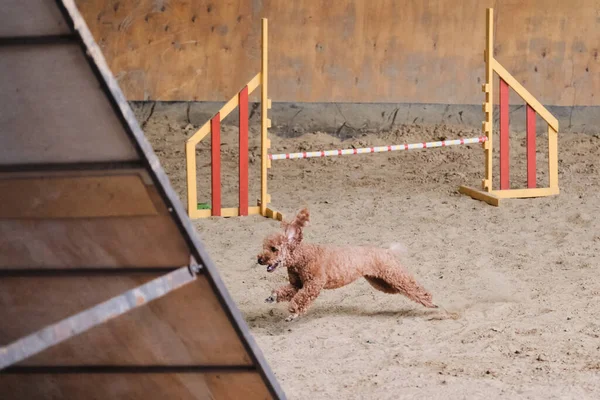 Agility competitions, sports competitions with dog to improve contact with owner. Red curly haired toy poodle runs quickly through sand in pavilion and prepares to jump over training shell.