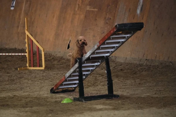 Agility competitions, sports competitions with dog to improve contact with owner. Red curly haired toy poodle climbs up on training equipment swing.