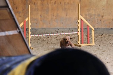 Çekici şeftali renkli kaniş çılgın yüzüyle hızla kumda koşuyor ve sahibinin emirlerine uymaya hazırlanıyor. Çeviklik yarışmaları, evcil hayvan ve insan arasındaki teması geliştirmek için köpekle yapılan sporlar.