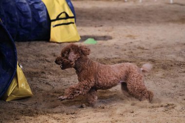 Çekici şeftali renkli kaniş çılgın yüzüyle hızla kumda koşuyor ve sahibinin emirlerine uymaya hazırlanıyor. Çeviklik yarışmaları, evcil hayvan ve insan arasındaki teması geliştirmek için köpekle yapılan sporlar.