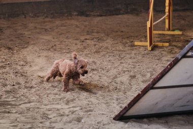 Çekici şeftali renkli kaniş çılgın yüzüyle hızla kumda koşuyor ve sahibinin emirlerine uymaya hazırlanıyor. Çeviklik yarışmaları, evcil hayvan ve insan arasındaki teması geliştirmek için köpekle yapılan sporlar.